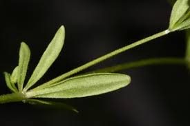 Attēlu rezultāti vaicājumam “Galium trifidum”