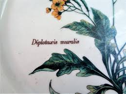 Attēlu rezultāti vaicājumam “Diplotaxis muralis leaf”