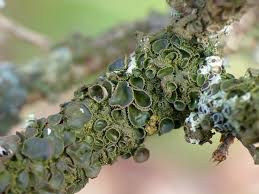 Attēlu rezultāti vaicājumam “Melanohalea exasperata”