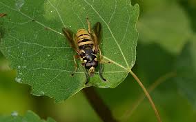 Attēlu rezultāti vaicājumam “Temnostoma vespiforme”