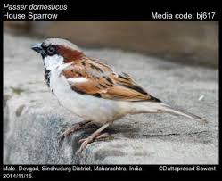 Image result for Passer domesticus