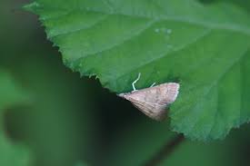 Attēlu rezultāti vaicājumam “Udea fulvalis”