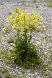 Attēlu rezultāti vaicājumam “Bunias orientalis bud”