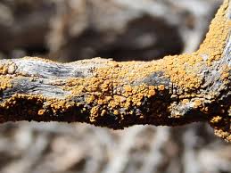 Attēlu rezultāti vaicājumam “Barbilophozia attenuata”