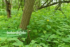 Attēlu rezultāti vaicājumam “Impatiens noli-tangere leaf”