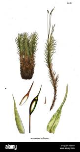 Attēlu rezultāti vaicājumam “Dicranum polysetum sporophyte”