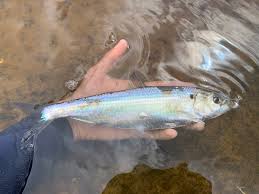 Image result for Alosa aestivalis