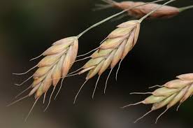 Attēlu rezultāti vaicājumam “Bromus secalinus”