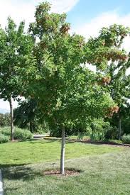 Attēlu rezultāti vaicājumam “Acer tataricum”