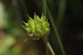 Attēlu rezultāti vaicājumam “Ranunculus lingua bud”