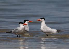 Attēlu rezultāti vaicājumam “Hydroprogne caspia”