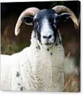 Attēlu rezultāti vaicājumam “Ovis aries”