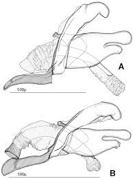 Attēlu rezultāti vaicājumam “Proutia betulina larva”