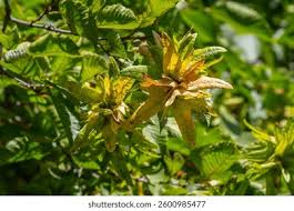 Attēlu rezultāti vaicājumam “Carpinus betulus fruit”