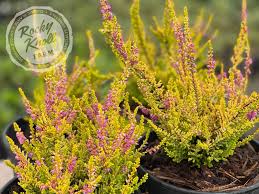 Attēlu rezultāti vaicājumam “Calluna vulgaris flower”