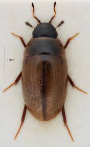 Attēlu rezultāti vaicājumam “Enochrus affinis”