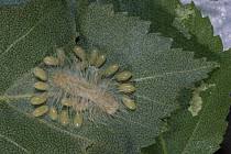 Attēlu rezultāti vaicājumam “Acronicta leporina larva”