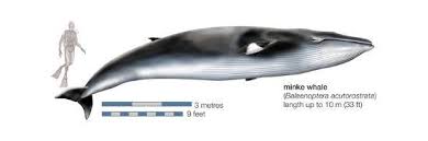 Image result for Balaenoptera acutorostrata