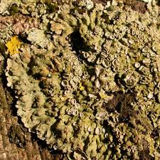 Attēlu rezultāti vaicājumam “Physconia distorta”