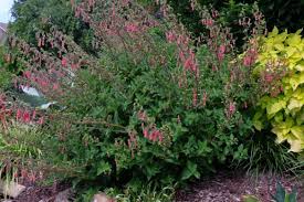 Image result for Sinningia