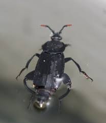 Attēlu rezultāti vaicājumam “Necrodes littoralis”