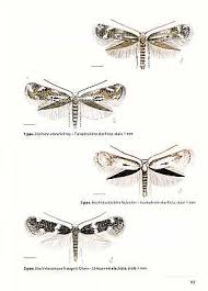 Attēlu rezultāti vaicājumam “Elachistidae”