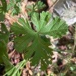 Attēlu rezultāti vaicājumam “Malva moschata leaf”