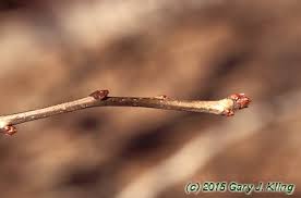 Attēlu rezultāti vaicājumam “Crataegus laevigata bud”