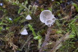 Attēlu rezultāti vaicājumam “Arrhenia retiruga”