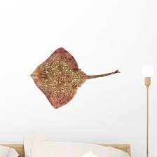 Image result for Raja montagui