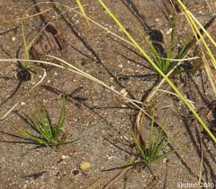 Attēlu rezultāti vaicājumam “Isoetes lacustris leaf”