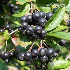 Attēlu rezultāti vaicājumam “Aronia melanocarpa fruit”
