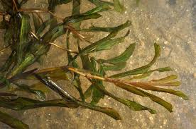 Attēlu rezultāti vaicājumam “Potamogeton lucens”