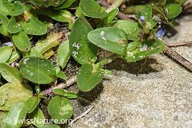 Attēlu rezultāti vaicājumam “Veronica serpyllifolia leaf”