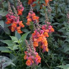 Image result for Antirrhinum majus