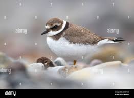 Attēlu rezultāti vaicājumam “Charadrius hiaticula adult”