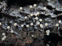 Attēlu rezultāti vaicājumam “Physarum bitectum spores”