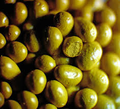 Attēlu rezultāti vaicājumam “Oligonema flavidum”