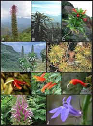 Attēlu rezultāti vaicājumam “Campanulaceae”