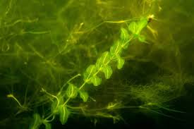 Attēlu rezultāti vaicājumam “Potamogeton perfoliatus fruit”