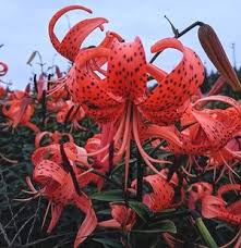 Attēlu rezultāti vaicājumam “Lilium lancifolium flower”