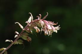 Attēlu rezultāti vaicājumam “Odontites vulgaris flower”