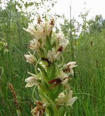 Attēlu rezultāti vaicājumam “Dactylorhiza ochroleuca flower”