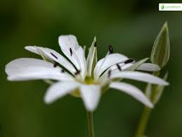 Attēlu rezultāti vaicājumam “Stellaria palustris leaf”