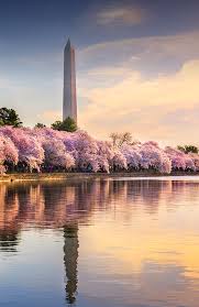 Image result for "cherry blossom" washington