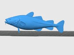 Image result for Gadus macrocephalus