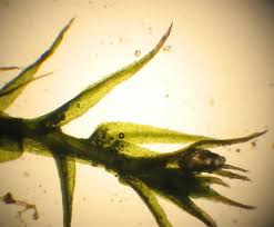 Attēlu rezultāti vaicājumam “Dicranella staphylina macro”