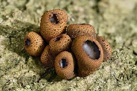 Attēlu rezultāti vaicājumam “Bulgaria inquinans”