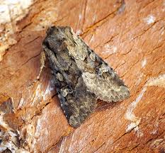 Attēlu rezultāti vaicājumam “Apamea sordens”