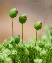 Attēlu rezultāti vaicājumam “Philonotis fontana”